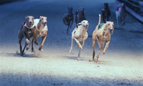 coral greyhound betting|UK Online Sports Betting & Odds .